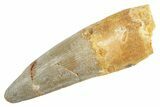 Fossil Spinosaurus Tooth - Real Dinosaur Tooth #363528-1